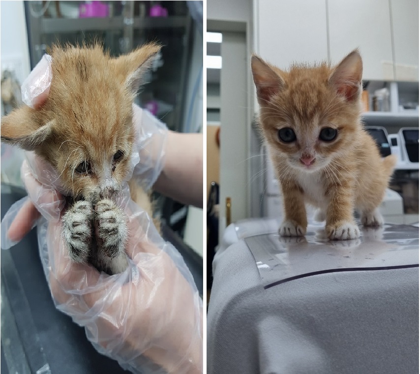 [고양이] 한국 고양이 인천-부평-2023-00752 유기동물 배경 이미지 입니다.